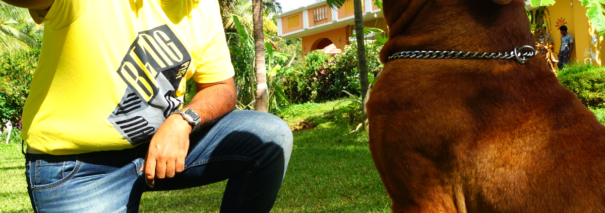 Teaching-Sit-Command-to-French-Mastiff-Dog