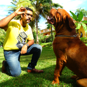 Teaching-Sit-Command-to-French-Mastiff-Dog